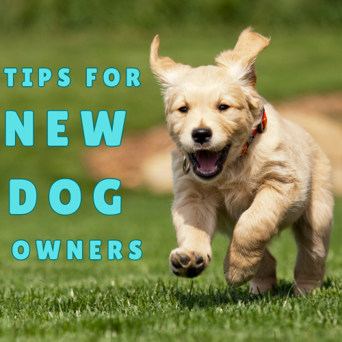 Essential Tips for New Dog Owners: A Beginner’s Guide