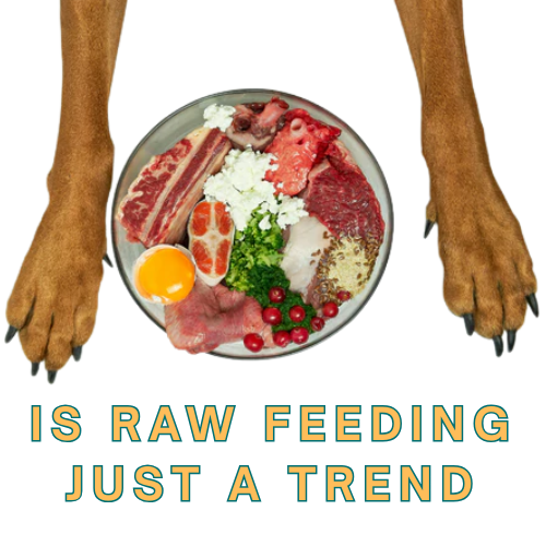 🥩 Raw Feeding for Dogs: The Truth Behind the Trend