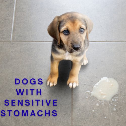 The Best Treats for Puppies, Seniors, and Sensitive Stomachs