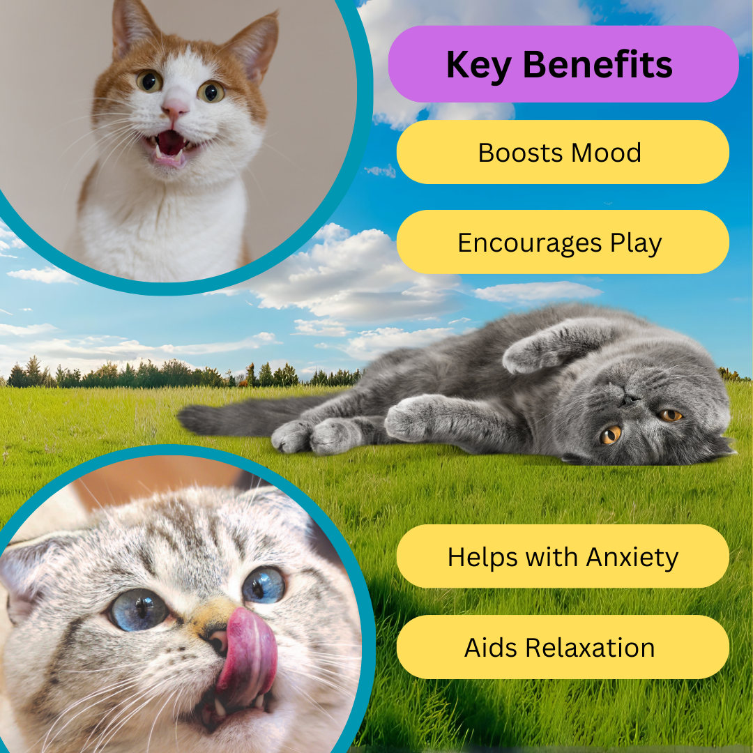 Finely Ground Kitty Catnip