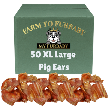 Large Pig Ears