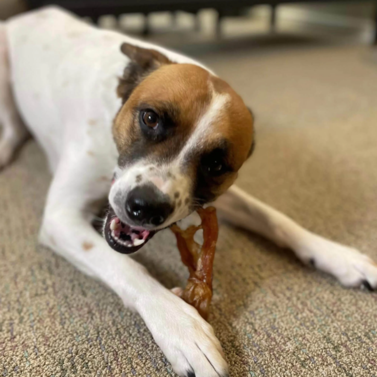 Beef Tendon Long-Lasting Natural Chew