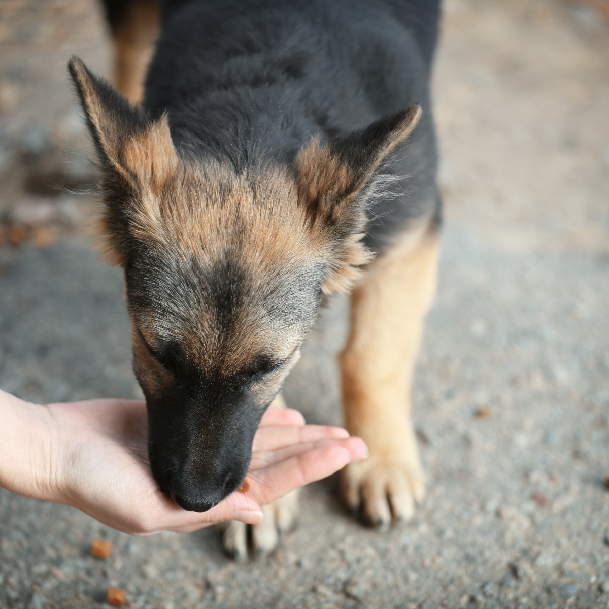 Air-Dried Beef Liver – Natural Nutrient-Rich Dog Treats