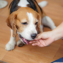 Air-Dried Beef Liver – Natural Nutrient-Rich Dog Treats
