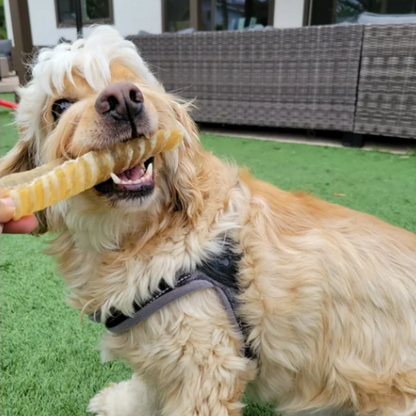 12cm Beef Trachea Natural Air-Dried Dog Chew