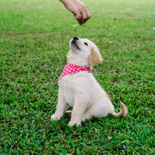 Natural Beef Training Treats for Dogs