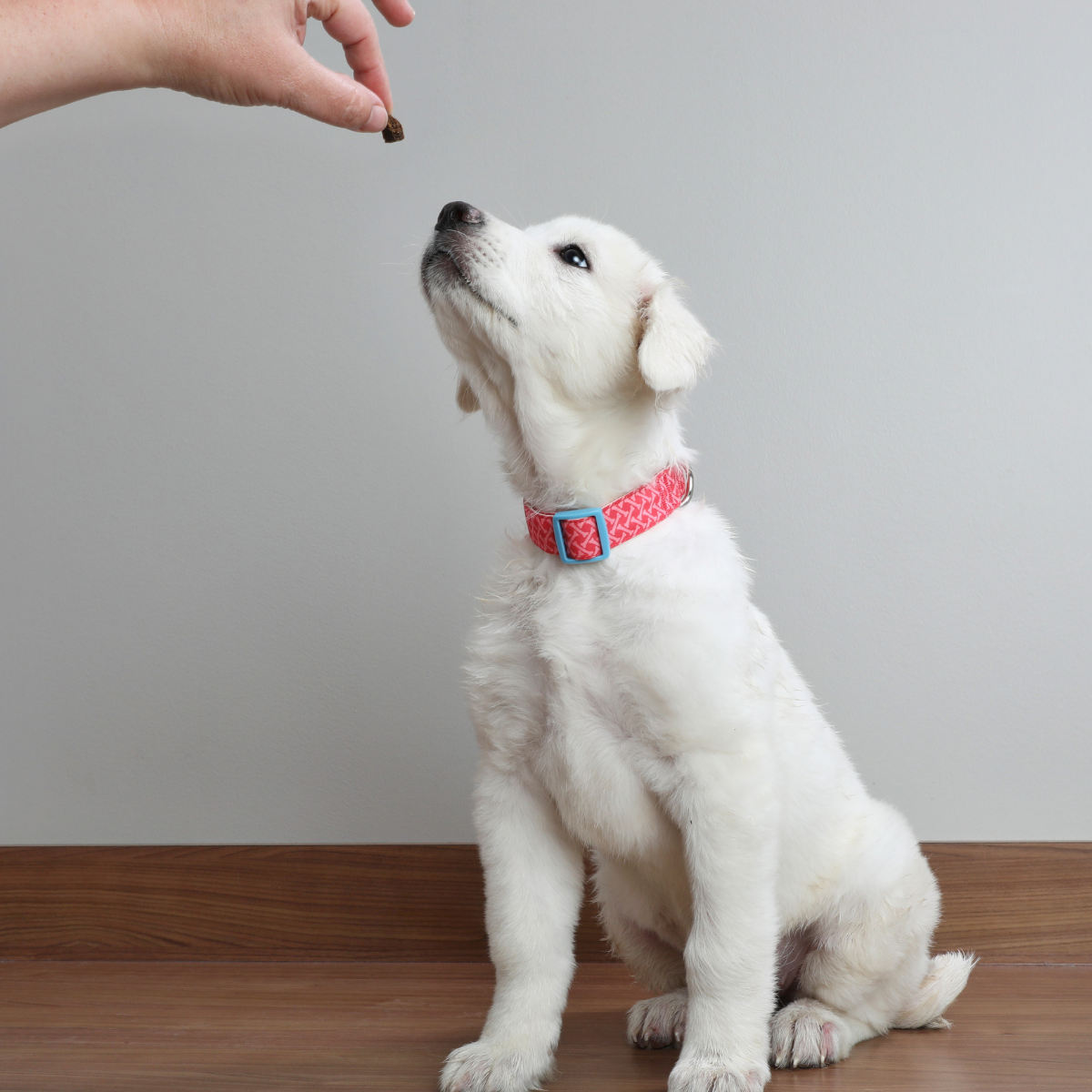 Natural Chicken Training Treats for Dogs