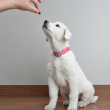 Natural Chicken Training Treats for Dogs