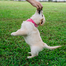 Natural Air-Dried Fish Cubes for Dogs