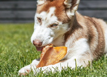 Large Pig Ears