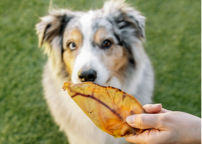 Large Pig Ears