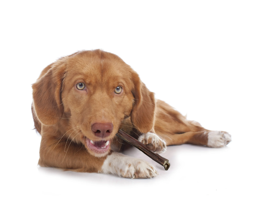Beef Collagen Sticks – Natural Beef Gullet