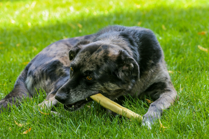 Natural 6 inch Cow Tail – Long-Lasting Beef Chew for Dogs