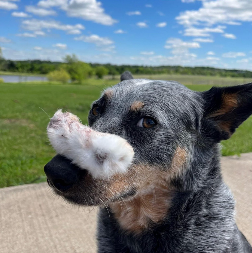 Natural Rabbit Feet – Hairy Chew for Dogs