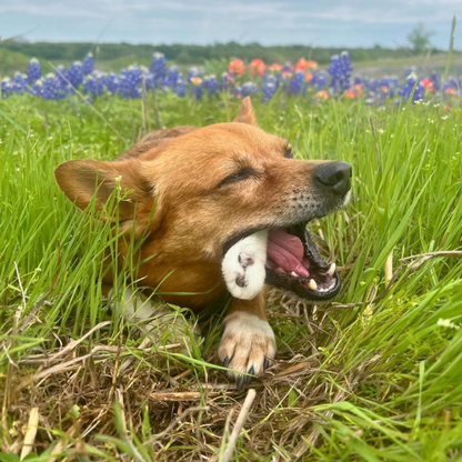 Natural Rabbit Feet – Hairy Chew for Dogs