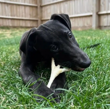 Puffed Chicken Feet – Light & Crunchy Natural Dog Treat