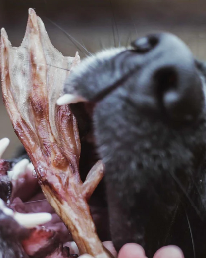 Natural Duck Feet – Crunchy, Air-Dried Dog Chew