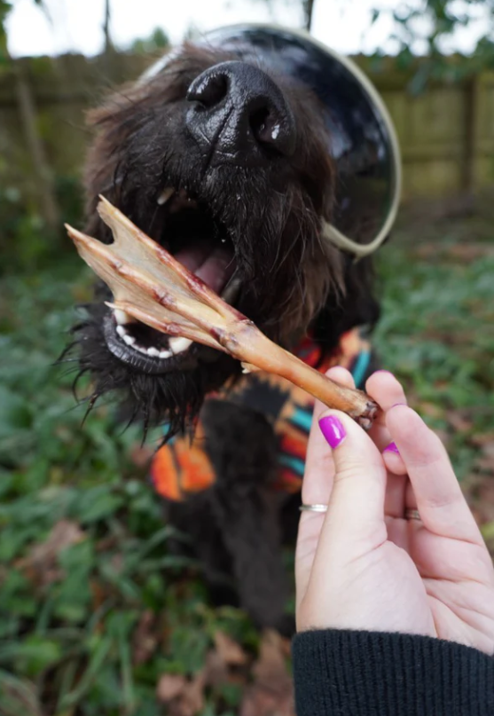 Natural Duck Feet – Crunchy, Air-Dried Dog Chew