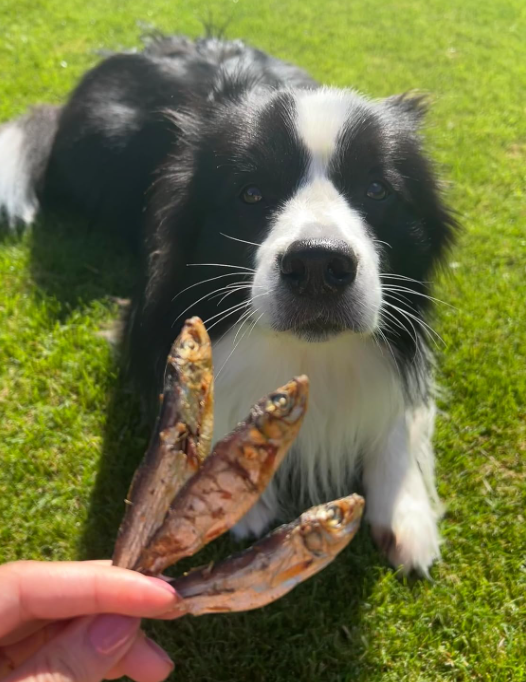 Whole Air-Dried Sprats – Natural Fish Treat for Dogs