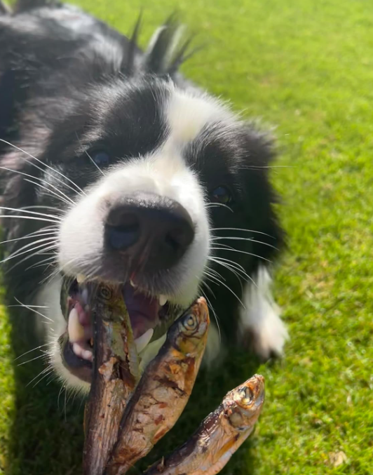 Whole Air-Dried Sprats – Natural Fish Treat for Dogs