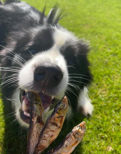 Whole Air-Dried Sprats – Natural Fish Treat for Dogs