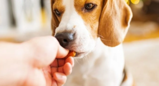 Natural Beef Training Treats for Dogs