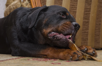 Natural Beef Cartilage (Moon Bone) for Dogs
