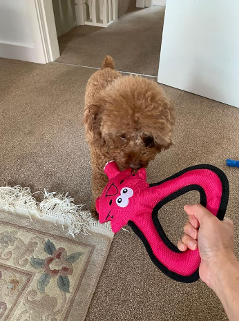 Paddock Pals | Floating Nylon Dog Toy