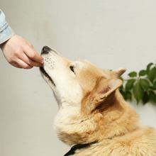 Natural Chicken Wing Tips for Dogs