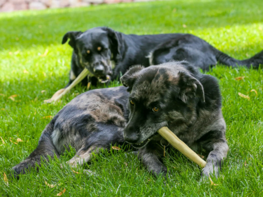 Natural 6 inch Cow Tail – Long-Lasting Beef Chew for Dogs