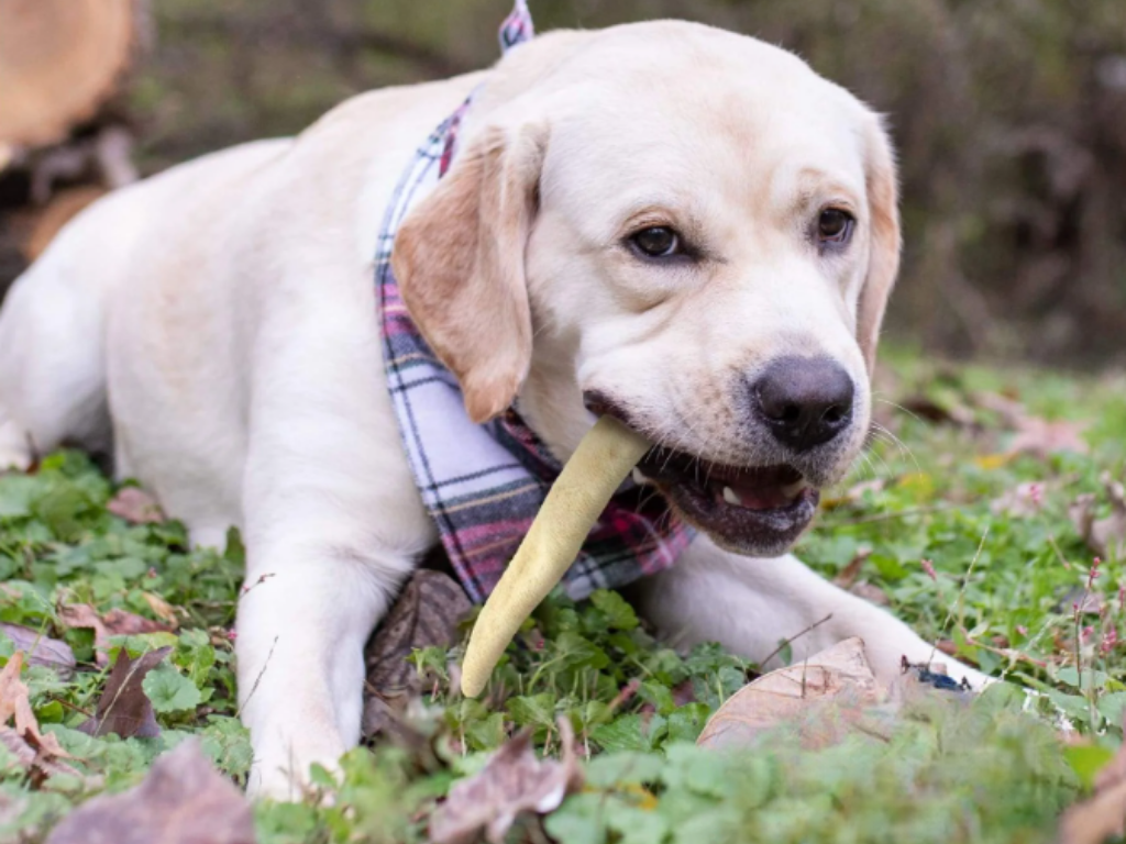 Natural 6 inch Cow Tail – Long-Lasting Beef Chew for Dogs