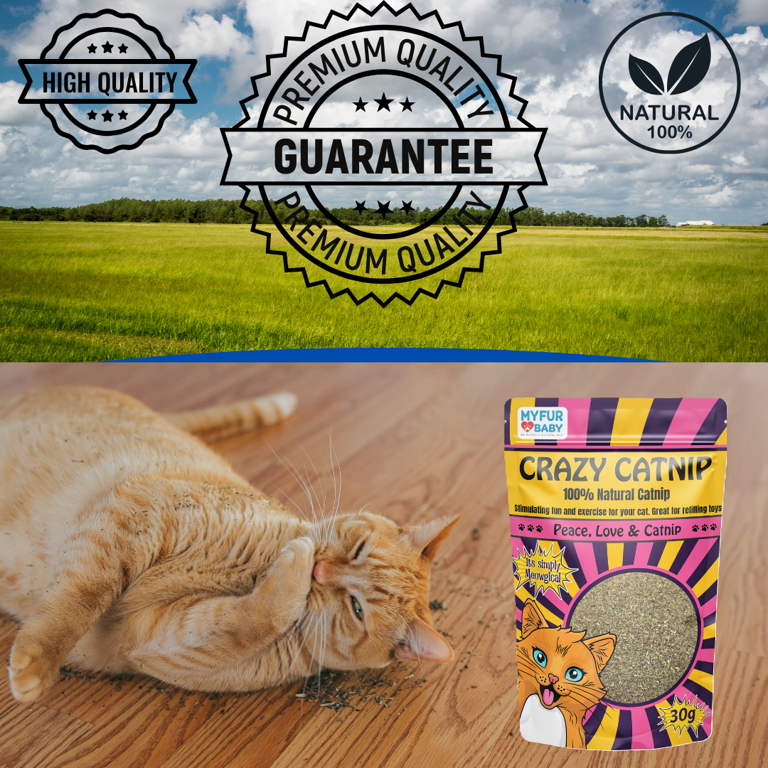 Crazy Catnip