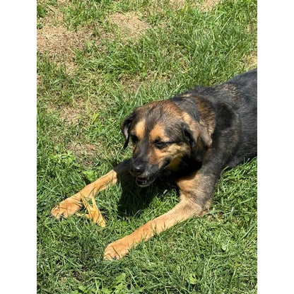 Air-Dried Chicken Feet – Natural Crunchy Chews for Dogs
