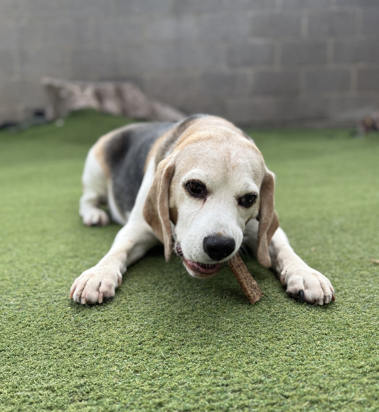 Natural Rabbit Meat Strips for Dogs