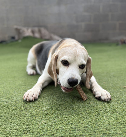 Natural Rabbit Meat Strips for Dogs