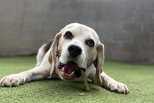 Natural Rabbit Meat Strips for Dogs